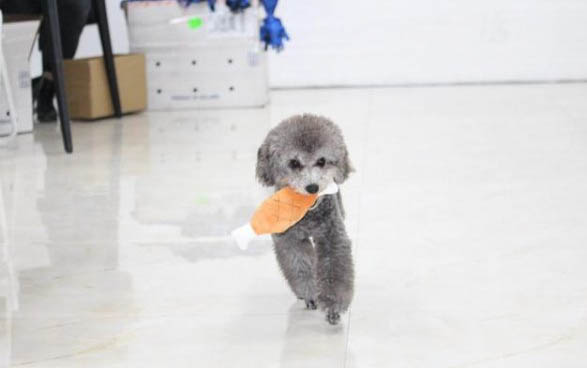 泰迪狗掉毛是咋回事