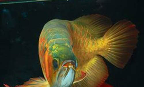 養(yǎng)銀龍魚多久換一次水