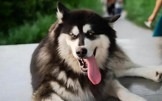 阿拉斯加犬怎么看純不純