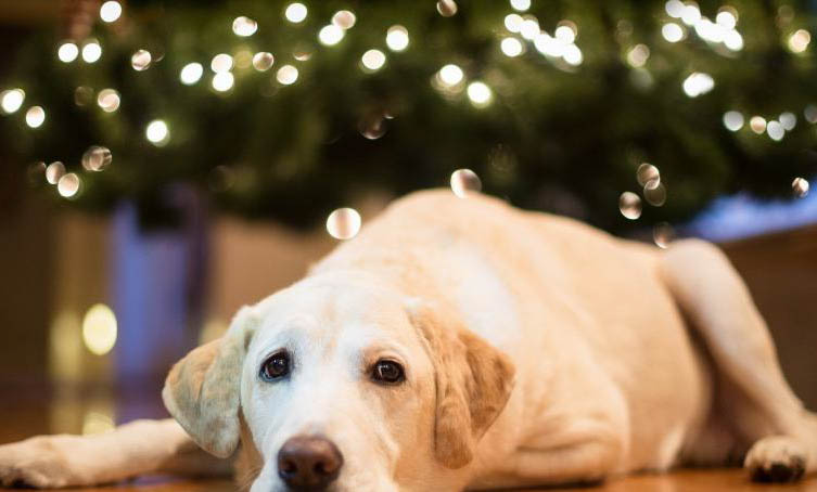 金毛屬于大型犬還是中型犬？