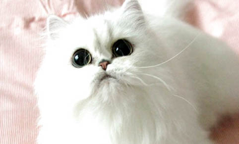 波斯貓喉嚨里面好像有痰怎么處理?