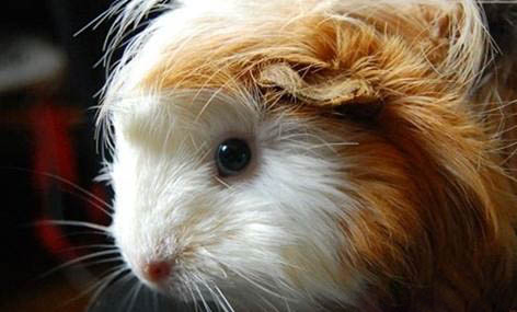 荷蘭豬開心的表現