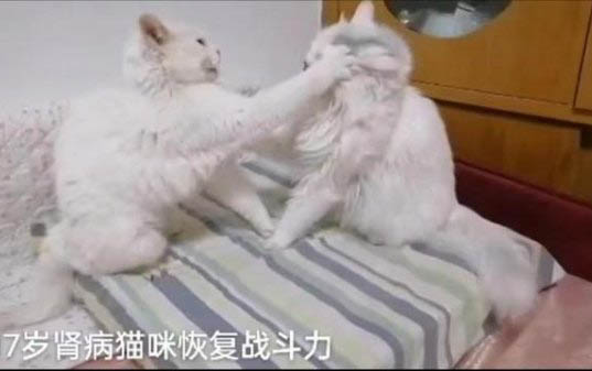 貓砂多久徹底換一次
