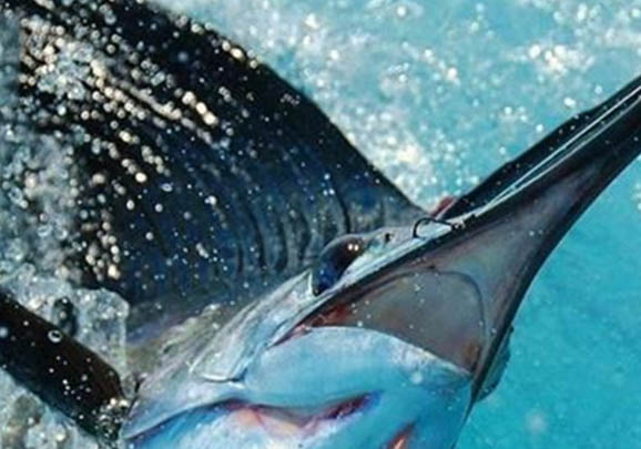 熱帶魚水溫低會怎么樣呢