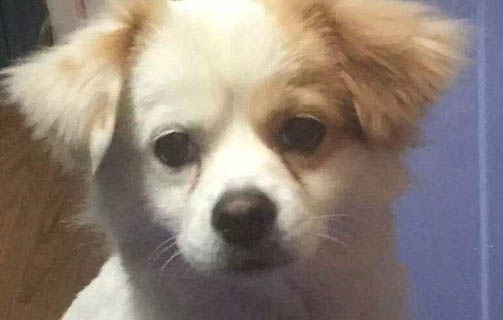 狗狗生理期多久一次
