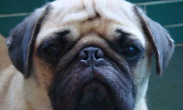 狂犬疫苗幾天打一次