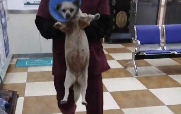 訓(xùn)練狗狗技巧