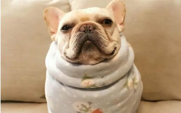 怎么讓狗狗變得聽話