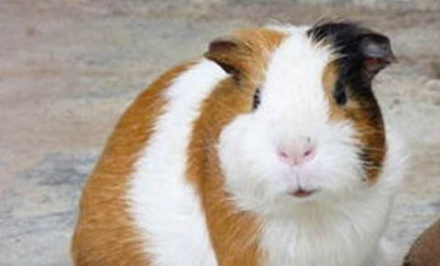 荷蘭豬的叫聲什么意思