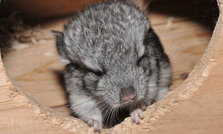 龍貓產后多久可以合籠