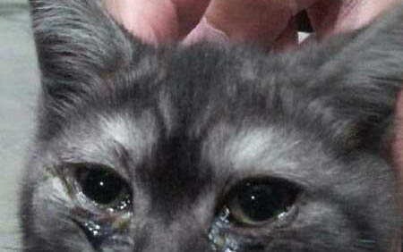 貓咪慢性腎衰竭晚期癥狀
