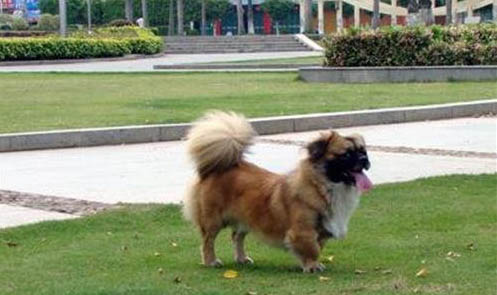 西藏獵犬分娩需要多長時間