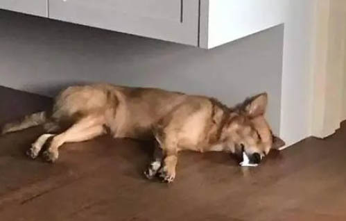 狗狗懷孕了使用驗孕棒多久能測出來？