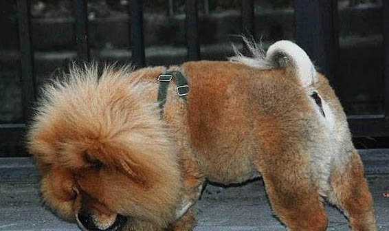 松獅犬有什么優缺點？