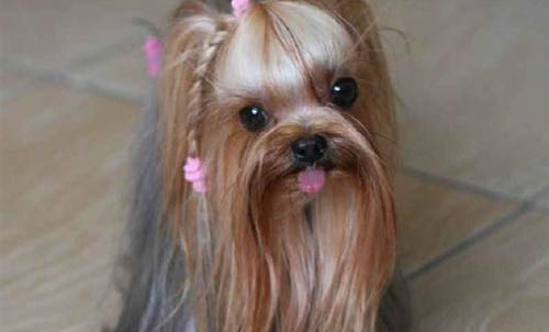 約克夏梗幾個月開始拴狗鏈