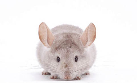 為啥龍貓這么貴