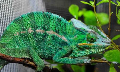 高冠變色龍可以活多久呢