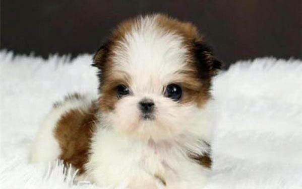 茶杯犬壽命多久