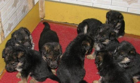 德國牧羊犬智商排第幾?