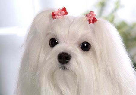 馬爾濟斯犬價格