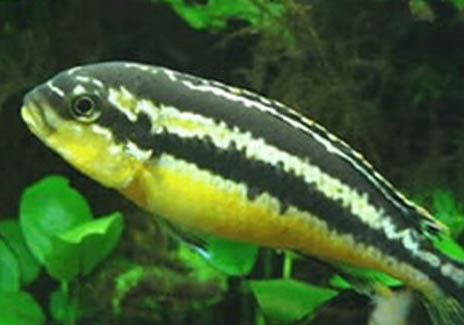 招財魚生病了怎么辦