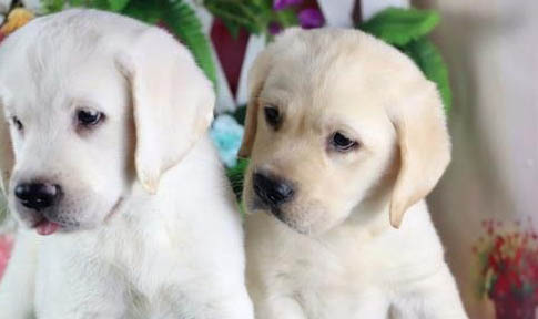 拉布拉多犬飛耳是屬于不純嗎