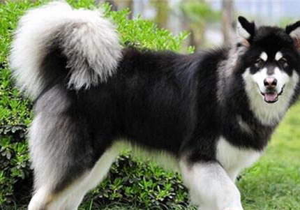 阿拉斯加犬可以吃芒果嗎