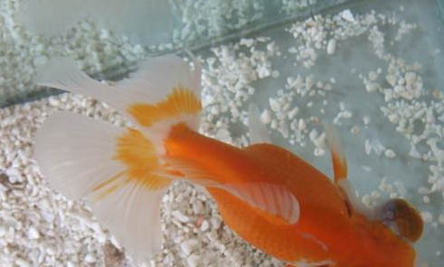 金魚大肚子咋回事