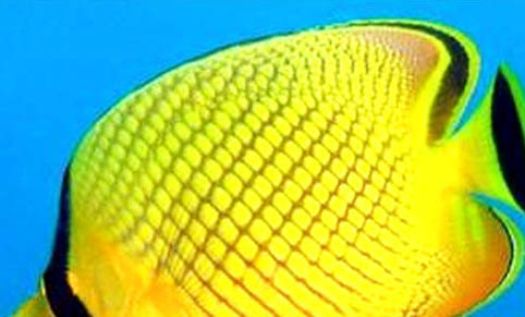 魚缸放氧氣泵對熱帶魚有好處嗎