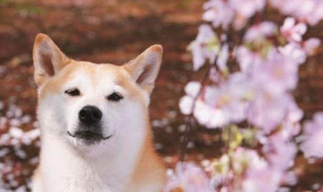 柴犬吃什么狗糧比較好