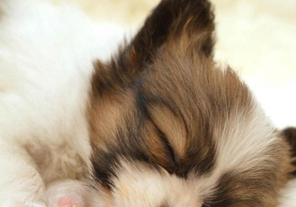 中亞牧羊犬發燒什么癥狀有哪些