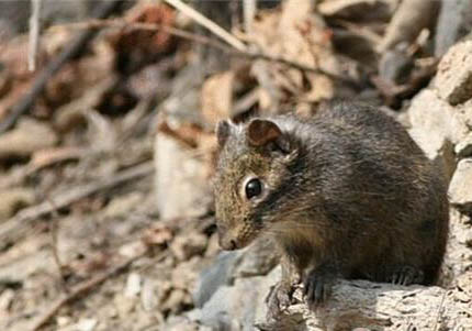 松鼠能活多長時間