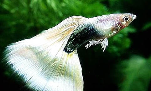 孔雀魚需要換水嗎