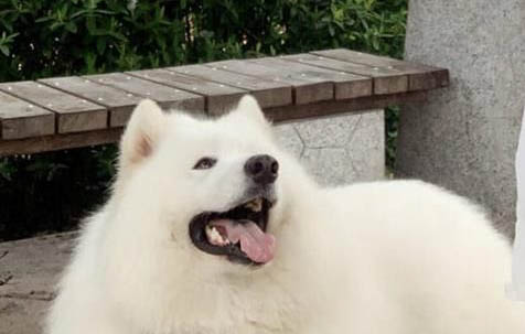 薩摩耶犬分幾種