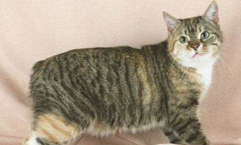 馬恩島貓嘔吐的原因及處理方法