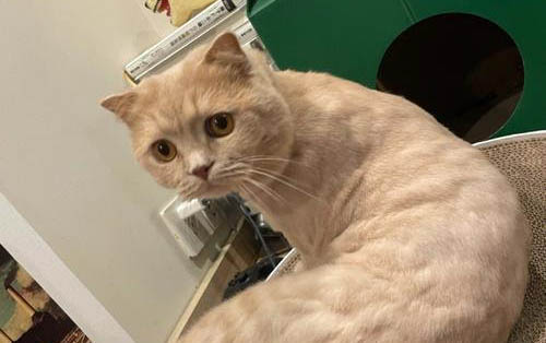 為什么貓咪打架厲害不吃飯呢