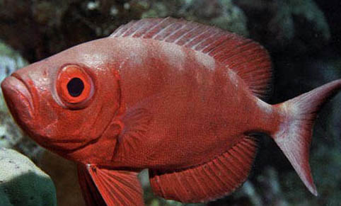 什么魚最有營養