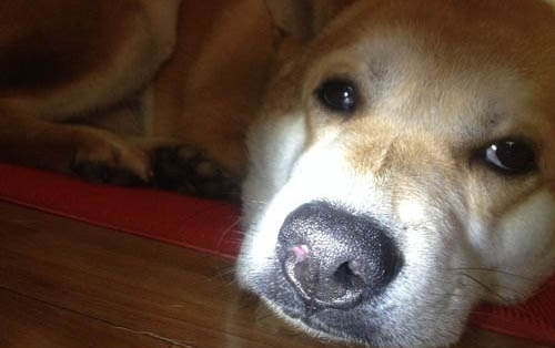 如何訓(xùn)練狗狗臥下
