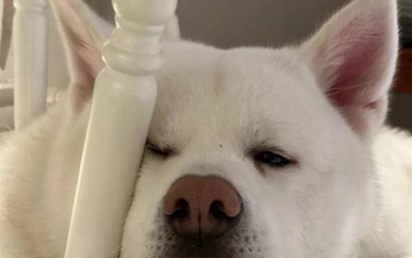狗狗為什么會(huì)吐舌頭