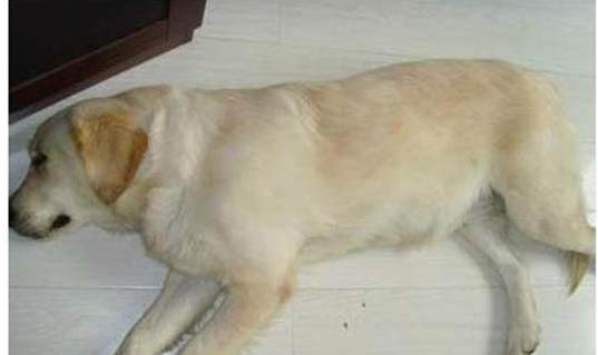 母犬子宮蓄膿怎么判斷