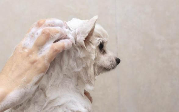 狗能吃奶油蛋糕嗎