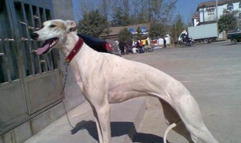 格力犬眼睛紅血絲的原因及處理方法