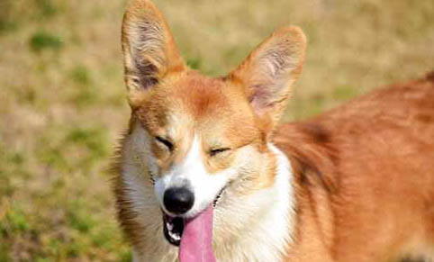 柯基和柴犬哪個好養