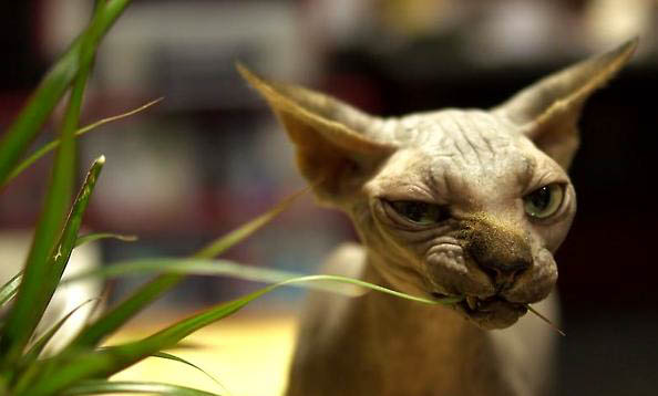 無毛貓怎么看品相