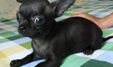 導致吉娃娃犬口臭的原因
