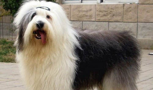 狗一般能活多久