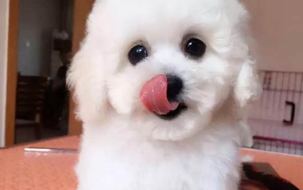 狗狗絕育手術必看的注意事項