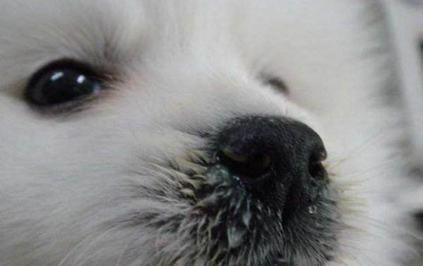 小狗狗為什么有淚溝呢怎么辦啊