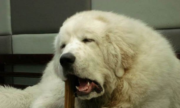 小型寵物犬需要辦證啊