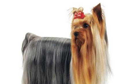 約克夏認主人的表現是什么?